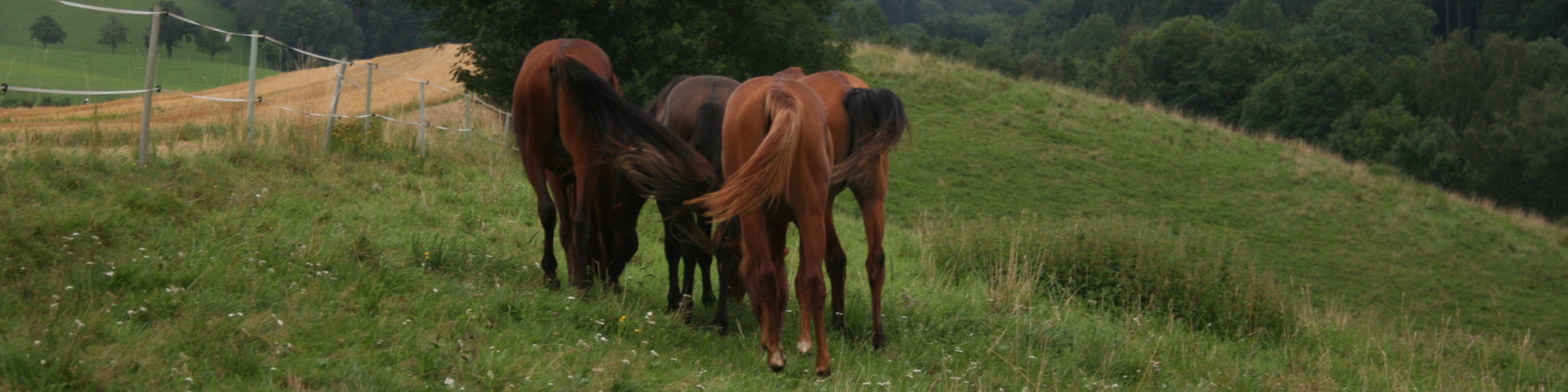 Junghengste auf der Sommerweide